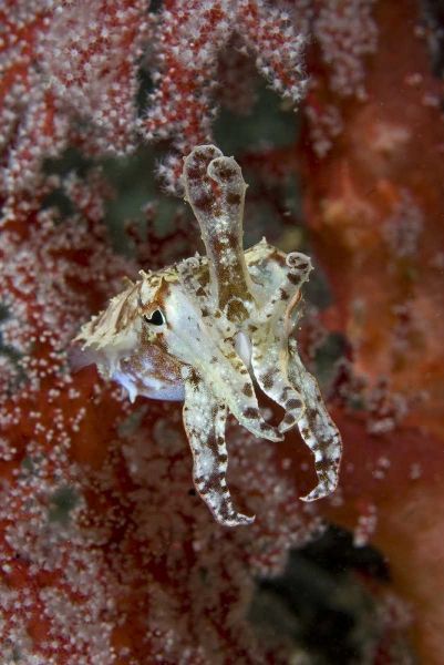 Indonesia, New Guinea Isl Cuttlefish amid corals